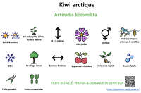 kiwi_arctique _ résumé