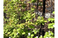 Kiwi arctique - Actinidia kolomikta - Haie champetre  - Pepiniere Alsace - Vegetal Local Nord Est - Bio - Jardin forêt comestible - fruitier - permaculture