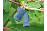 Chèvrefeuille comestible – Baie de mai ‘Blue velvet’ - Lonicera kamtchatika - Haie champetre  - Pepiniere Alsace - Vegetal Local Nord Est - Bio - Jardin forêt comestible - fruitier - permaculture