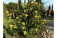 Mahonia à feuilles de houx - Berberis aquifolium - Haie champetre  - Pepiniere Alsace - Vegetal Local Nord Est - Bio - Jardin forêt comestible - fruitier - permaculture