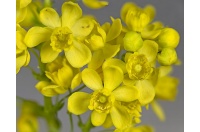 Mahonia à feuilles de houx - Berberis aquifolium - Haie champetre  - Pepiniere Alsace - Vegetal Local Nord Est - Bio - Jardin forêt comestible - fruitier - permaculture