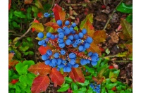 Mahonia à feuilles de houx - Berberis aquifolium - Haie champetre  - Pepiniere Alsace - Vegetal Local Nord Est - Bio - Jardin forêt comestible - fruitier - permaculture