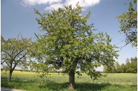 Merisier - Prunus avium - Haie champetre  - Pepiniere Alsace - Vegetal Local Nord Est - Bio - Jardin forêt comestible - fruitier - permaculture