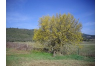 Micocoulier de Provence  - Celtis australis - Haie champetre  - Pepiniere Alsace - Vegetal Local Nord Est - Bio - Jardin forêt comestible - fruitier - permaculture