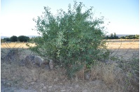 Nerprun purgatif - Rhamnus cathartica - Haie champetre  - Pepiniere Alsace - Vegetal Local Nord Est - Bio - Jardin forêt comestible - fruitier - permaculture