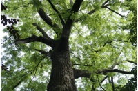 Noyer noir - Juglans nigra - Haie champetre  - Pepiniere Alsace - Vegetal Local Nord Est - Bio - Jardin forêt comestible - fruitier - permaculture