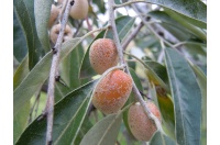Olivier de Bohême - Elaeagnus angustifolia - Haie champetre  - Pepiniere Alsace - Vegetal Local Nord Est - Bio - Jardin forêt comestible - fruitier - permaculture