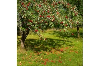 pepiniere_alsace_vegetal_local_bio_-_fruits