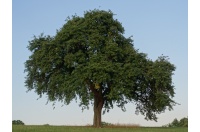 Poirier sauvage - Pyrus communis subsp. Pyraster  - Haie champetre  - Pepiniere Alsace - Vegetal Local Nord Est - Bio - Jardin forêt comestible - fruitier - permaculture