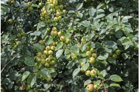 Pommier sauvage - Malus sylvestris - Haie champetre  - Pepiniere Alsace - Vegetal Local Nord Est - Bio - Jardin forêt comestible - fruitier - permaculture