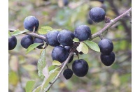 Prunellier - Prunus spinosa - Haie champetre  - Pepiniere Alsace - Vegetal Local Nord Est - Bio - Jardin forêt comestible - fruitier - permaculture