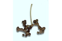 Raisinier de Chine – Arbre aux raisins secs - Hovenia dulcis - Haie champetre  - Pepiniere Alsace - Vegetal Local Nord Est - Bio - Jardin forêt comestible - fruitier - permaculture