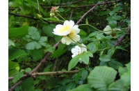 Rosier des champs - Rosa arvensis - Haie champetre  - Pepiniere Alsace - Vegetal Local Nord Est - Bio - Jardin forêt comestible - fruitier - permaculture