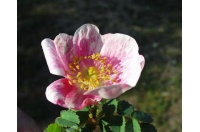 Rosier pimprenelle - Rosa spinosissima - Haie champetre  - Pepiniere Alsace - Vegetal Local Nord Est - Bio - Jardin forêt comestible - fruitier - permaculture