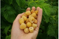 Framboisier 'Fall gold' - Rubus idaeus  - Haie champetre  - Pepiniere Alsace - Vegetal Local Nord Est - Bio - Jardin forêt comestible - fruitier - permaculture