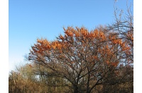 argousier-hergo-femelle-Hippophae-rhamnoides- Haie champetre  - Pepiniere Alsace - Vegetal Local Nord Est- Bio - Jardin forêt comestible - fruitier - permaculture 
