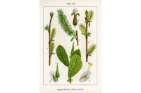 Saule à oreillettes - Salix aurita - Haie champetre  - Pepiniere Alsace - Vegetal Local Nord Est - Bio - Jardin forêt comestible - fruitier - permaculture