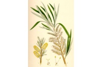 Saule des vanniers - Salix viminalis - Haie champetre  - Pepiniere Alsace - Vegetal Local Nord Est - Bio - Jardin forêt comestible - fruitier - permaculture