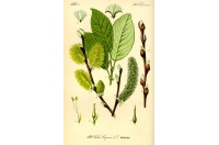 Saule marsault - Salix caprea - Haie champetre  - Pepiniere Alsace - Vegetal Local Nord Est - Bio - Jardin forêt comestible - fruitier - permaculture