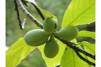Asiminier greffé Prima 1216 - Asiminia triloba ‘Prima 1216’ - Haie champetre  - Pepiniere Alsace - Vegetal Local Nord Est - Bio - Jardin forêt comestible - fruitier - permaculture