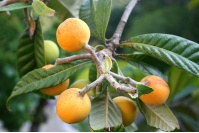 Néflier du Japon - Eriobotrya japonica - Haie champetre  - Pepiniere Alsace - Vegetal Local Nord Est - Bio - Jardin forêt comestible - fruitier - permaculture