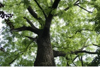 Noyer noir - Juglans nigra - Haie champetre  - Pepiniere Alsace - Vegetal Local Nord Est - Bio - Jardin forêt comestible - fruitier - permaculture