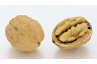 noyer_-_juglans_regia_-_pepiniere_alsace_vegetal_local_bio_-_noix
