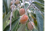 Olivier de Bohême - Elaeagnus angustifolia - Haie champetre  - Pepiniere Alsace - Vegetal Local Nord Est - Bio - Jardin forêt comestible - fruitier - permaculture