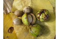 Pacanier rugueux - Caryer ovale - Carya ovata - Haie champetre  - Pepiniere Alsace - Vegetal Local Nord Est - Bio - Jardin forêt comestible - fruitier - permaculture