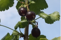 Caseille ‘Anita’ - Ribes nigrum x divaricatum x uva-crispa - Haie champetre  - Pepiniere Alsace - Vegetal Local Nord Est - Bio - Jardin forêt comestible - fruitier - permaculture