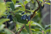 Chèvrefeuille comestible – Baie de mai ‘Kamtchatika’ - Lonicera kamtchatika - Haie champetre  - Pepiniere Alsace - Vegetal Local Nord Est - Bio - Jardin forêt comestible - fruitier - permaculture