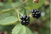 Mûrier noir – Ronce issue de variétés sauvages - Rubus fruticosus sp. 'Darrow' - Haie champetre  - Pepiniere Alsace - Vegetal Local Nord Est - Bio - Jardin forêt comestible - fruitier - permaculture