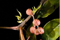Poivre Sanshō - Zanthoxylum piperitum - Haie champetre  - Pepiniere Alsace - Vegetal Local Nord Est - Bio - Jardin forêt comestible - fruitier - permaculture