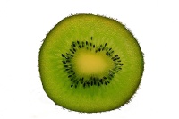 Kiwi ‘Solo’ - Actinidia deliciosa - Haie champetre  - Pepiniere Alsace - Vegetal Local Nord Est - Bio - Jardin forêt comestible - fruitier - permaculture