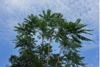Arbre-salade-acajou-de-chine_Toona_sinensis - Haie champetre  - Pepiniere Alsace - Vegetal Local Nord Est- Bio - Jardin forêt comestible - fruitier - permaculture