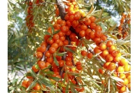 argousier_Hippophae rhamnoides_Haie champetre  - Pepiniere Alsace - Vegetal Local Nord Est- Bio - Jardin forêt comestible - fruitier - permaculture