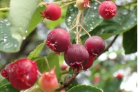 Amelanchier_du_Canada - Haie champetre  - Pepiniere Alsace - Vegetal Local Nord Est- Bio - Jardin forêt comestible - fruitier - permaculture