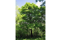 Alisier torminal - Sorbus torminalis- Haie champetre - Pepiniere Alsace - Vegetal Local Nord Est- Bio