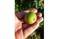 Figuier 'Türkiye' verte - Ficus carica - Haie champetre  - Pepiniere Alsace - Vegetal Local Nord Est - Bio - Jardin forêt comestible - fruitier - permaculture