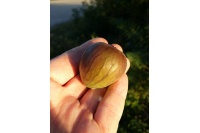 Figuier 'Türkiye' violette - Ficus carica - Haie champetre  - Pepiniere Alsace - Vegetal Local Nord Est - Bio - Jardin forêt comestible - fruitier - permaculture