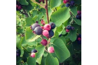 Amelanchier_a_grande_fleur__Prince_William - Amelanchier grandiflora - aie champetre - Pepiniere Alsace - Vegetal Local Nord Est- Bio