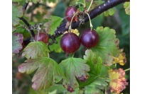 Groseillier à maquereau 'Rouge Freedonia' (sans épine) - Ribes uva-crispa  - Haie champetre  - Pepiniere Alsace - Vegetal Local Nord Est - Bio - Jardin forêt comestible - fruitier - permaculture