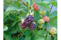 Mûroisier – Ronce hybride mûre-framboise - Rubus Hybris 'Loganberry' - Haie champetre  - Pepiniere Alsace - Vegetal Local Nord Est - Bio - Jardin forêt comestible - fruitier - permaculture