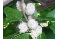 Mûrier blanc - Morus alba - Haie champetre  - Pepiniere Alsace - Vegetal Local Nord Est - Bio - Jardin forêt comestible - fruitier - permaculture