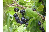 Cassissier ‘Noir de Bourgogne’ - Ribes nigrum - Haie champetre  - Pepiniere Alsace - Vegetal Local Nord Est - Bio - Jardin forêt comestible - fruitier - permaculture