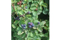 Amelanchier a feuilles d Aulne - Amelanchier alnifolia - Haie champetre  - Pepiniere Alsace - Vegetal Local Nord Est- Bio - Jardin forêt comestible - fruitier - permaculture