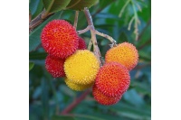 Arbousier_Arbre_aux_fraises_Atlantica_Arbutus_Unedo_Haie champetre  - Pepiniere Alsace - Vegetal Local Nord Est- Bio - Jardin forêt comestible - fruitier - permaculture
