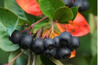 aronie_a_feuille_de_prunier_Viking_aronia_prunifolia_Viking_Haie champetre  - Pepiniere Alsace - Vegetal Local Nord Est- Bio - Jardin forêt comestible - fruitier - permaculture