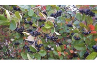aronie_a_feuille_de_prunier_aronia_prunifolia_Haie champetre  - Pepiniere Alsace - Vegetal Local Nord Est- Bio - Jardin forêt comestible - fruitier - permaculture