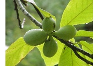 Asiminier greffé Prima 1216 - Asiminia triloba ‘Prima 1216’ - Haie champetre  - Pepiniere Alsace - Vegetal Local Nord Est - Bio - Jardin forêt comestible - fruitier - permaculture